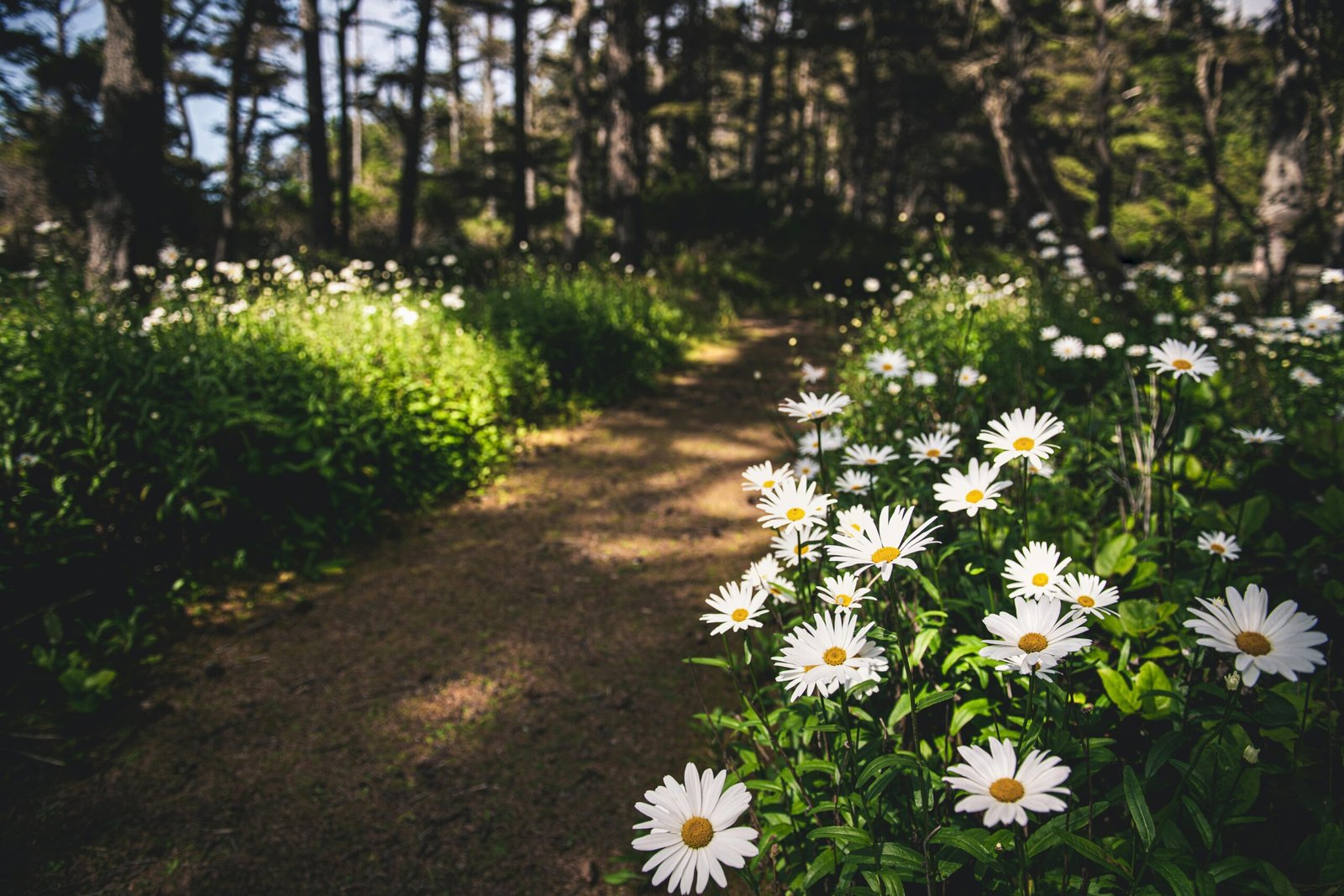 A serene pathway meandering through a vibrant field of white daisies in Coos Bay, Oregon forests.