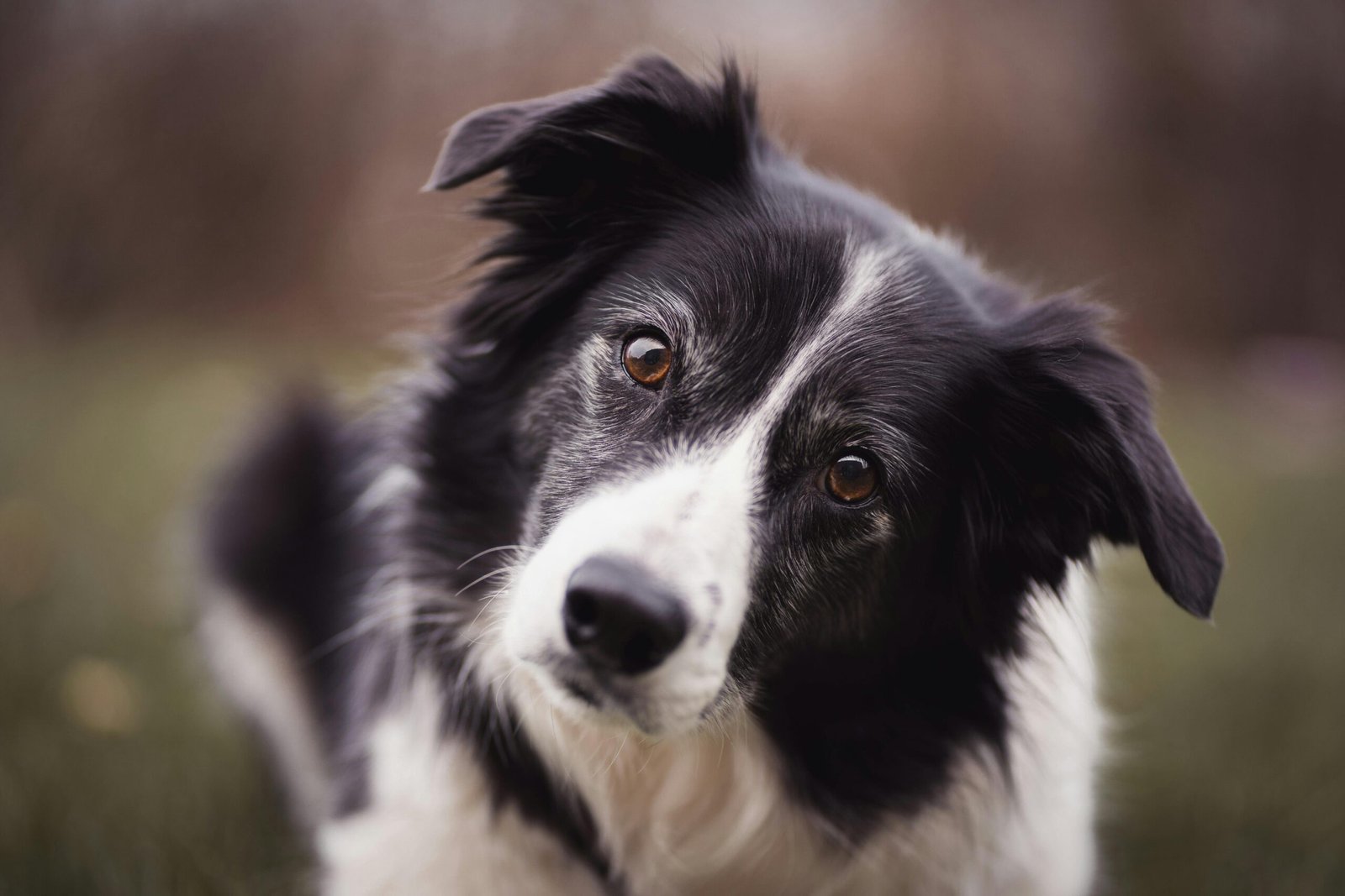 Hiking with Dogs: Tips for a Safe  Trail Adventure