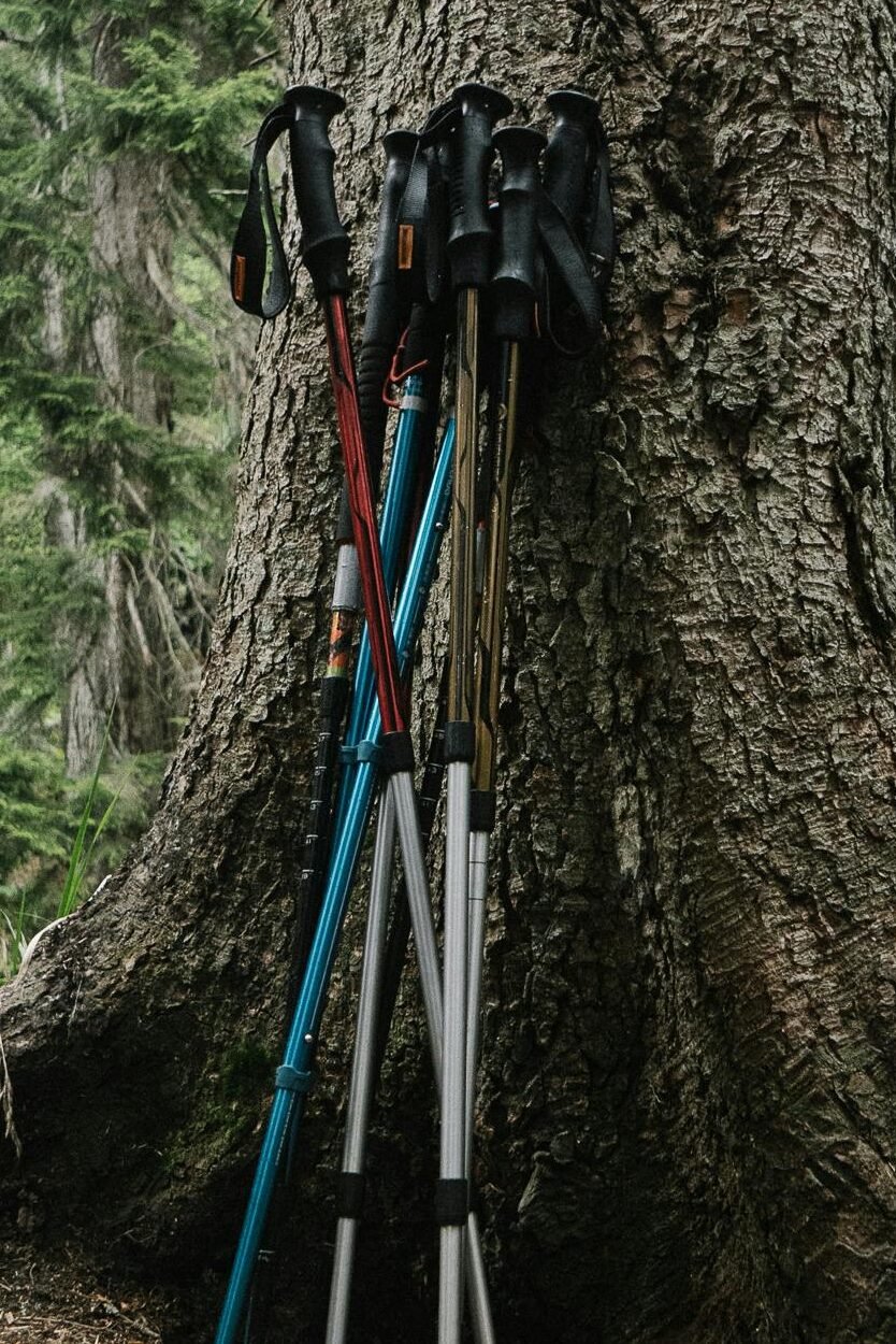 Trekking poles resting against a large tree in a serene forest setting, ideal for nature walks.