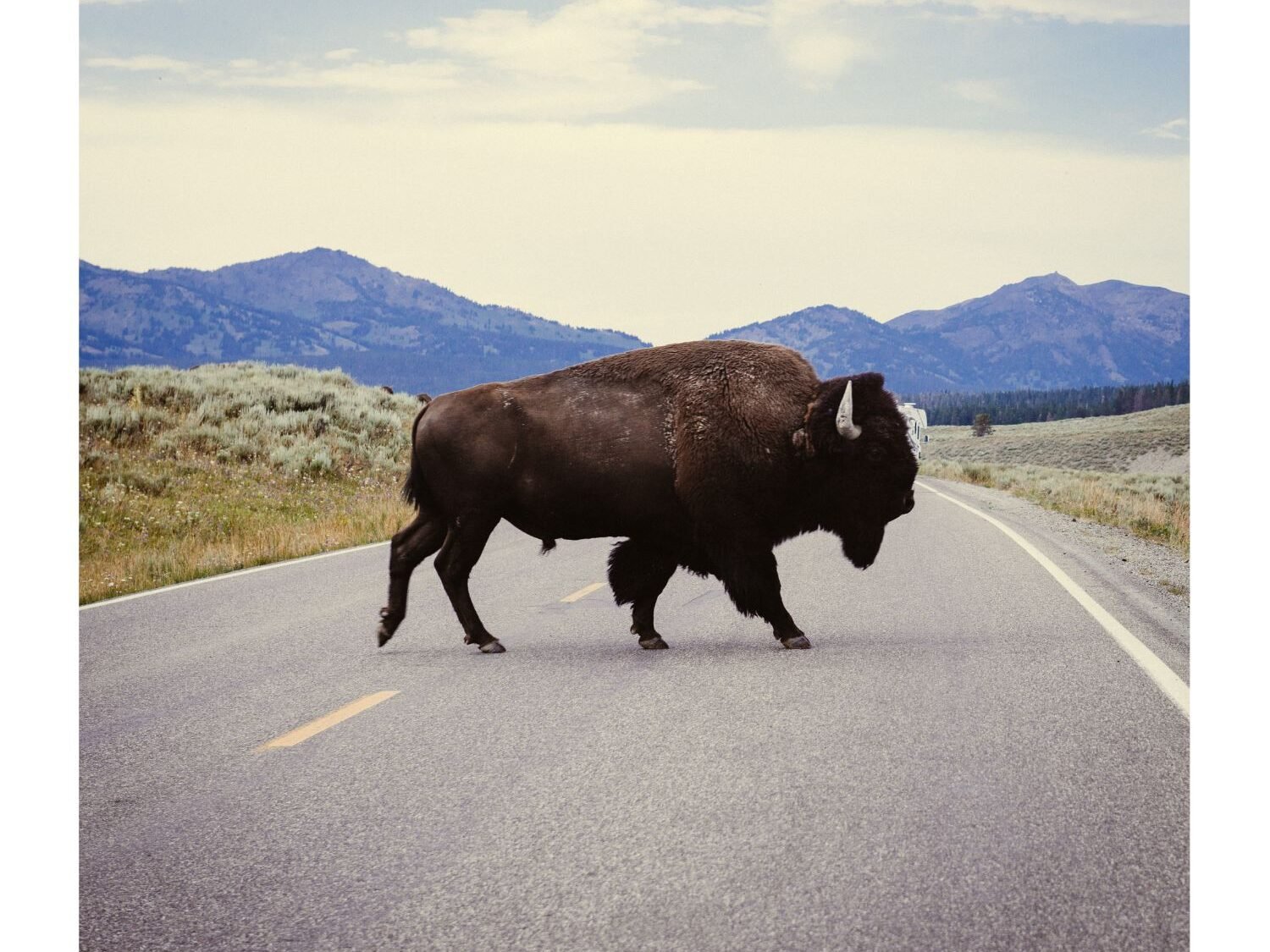 Yellowstone Vacation Planning Guide for Summer 2025