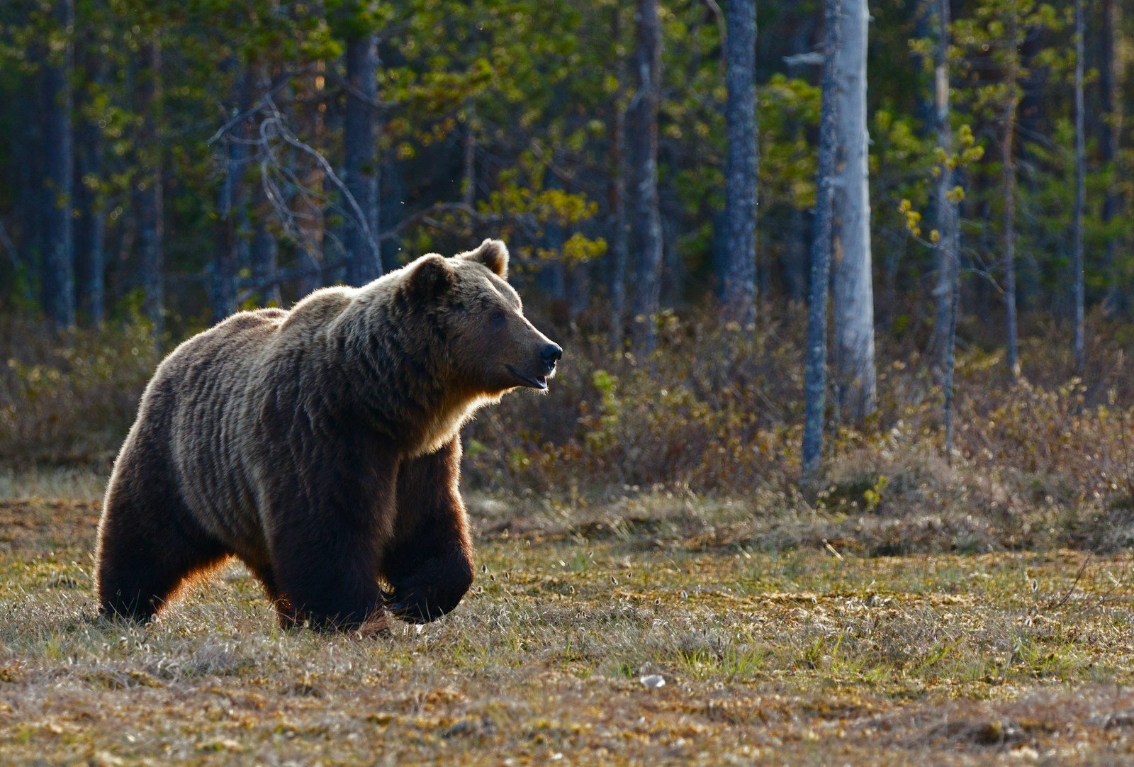 Bear Safety: Essential Tips for Preventing Dangerous Encounters